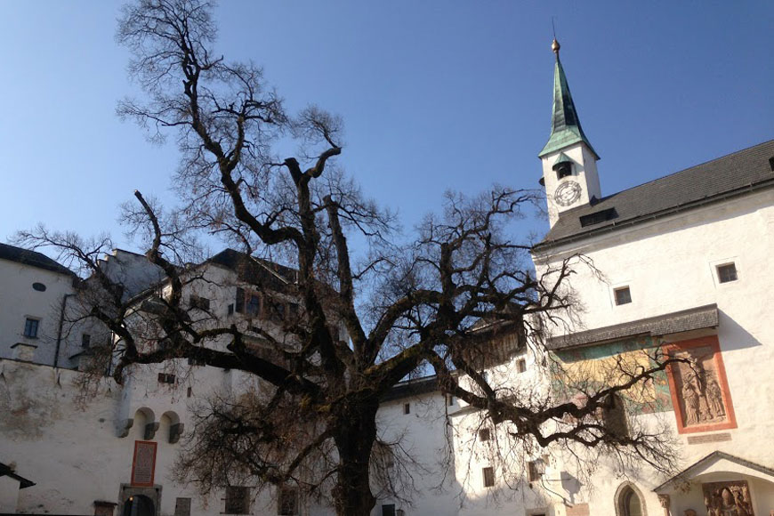 2 хранителя истории: старинное дерево, и не менее старинное здание за ним
